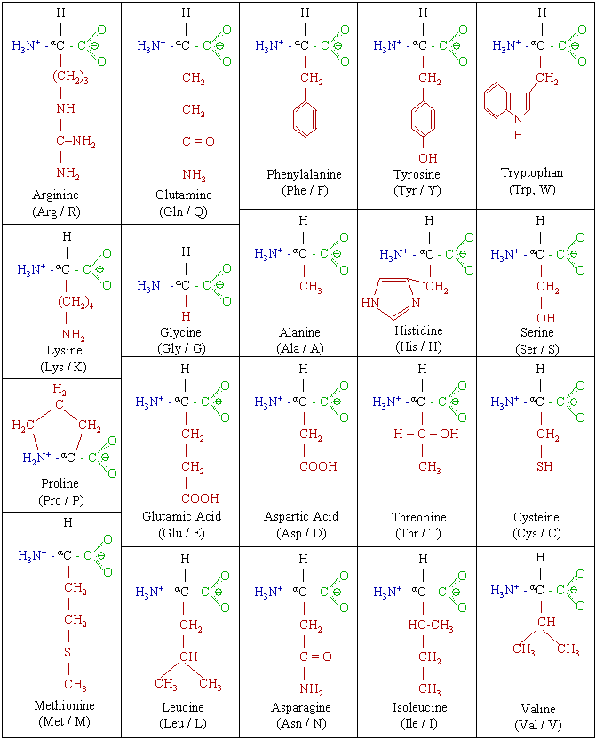 Amino_acids_2.png
